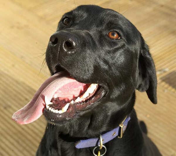 Ben and His Wonderful Tongue
