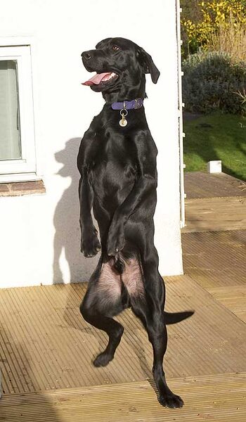 Ben Standing