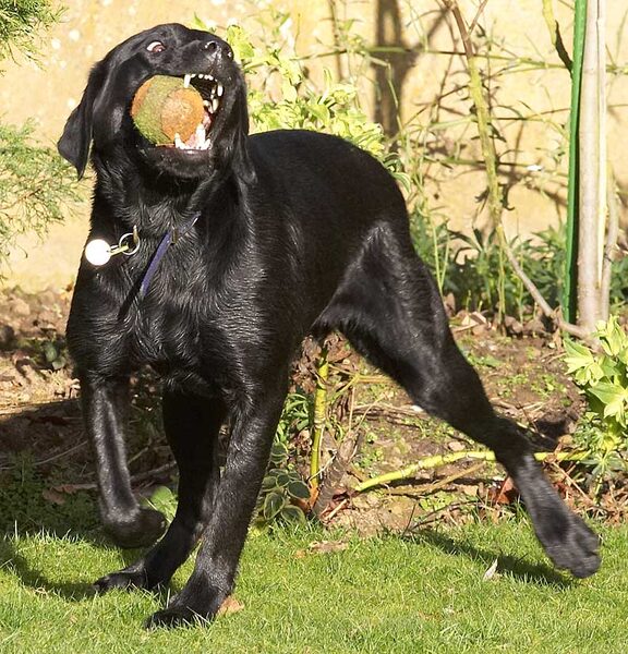 Ben With A Ball