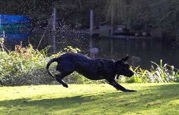 Ben Shaking off the Water