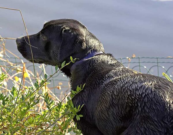 Ben Looking at Our Ducks