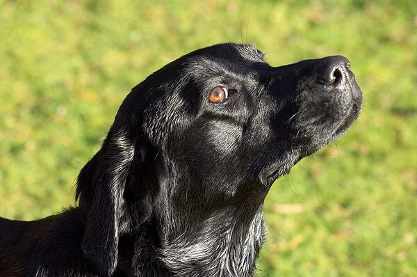 Ben in the Garden
