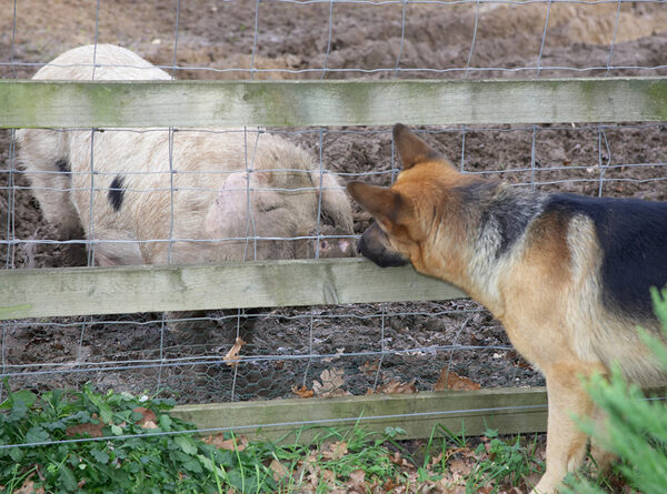 Sasha and the Gloucester Old Spot Sow