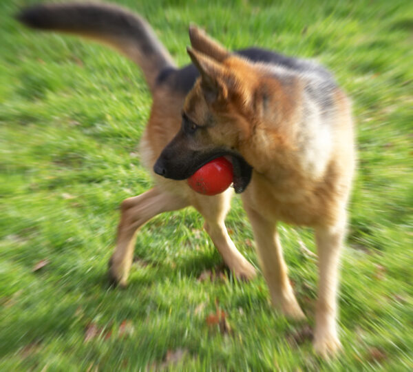 Sasha Playing With A Red Ball