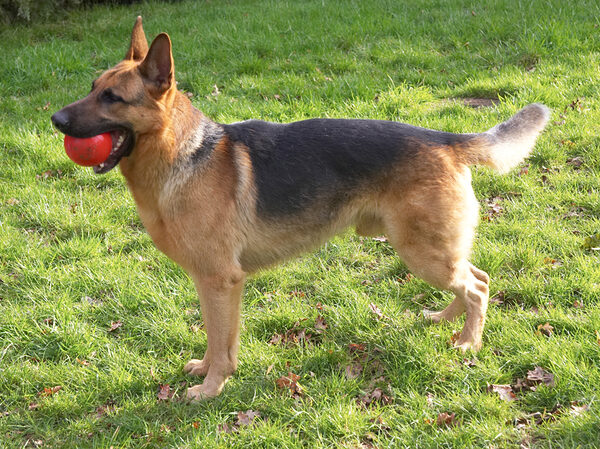 Sasha and the Red Ball