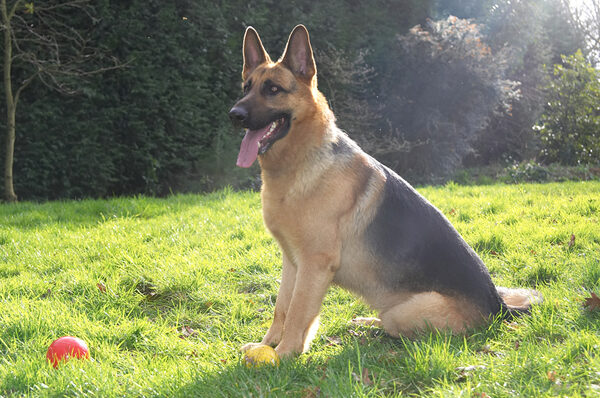 Sasha in the Morning Sunshine