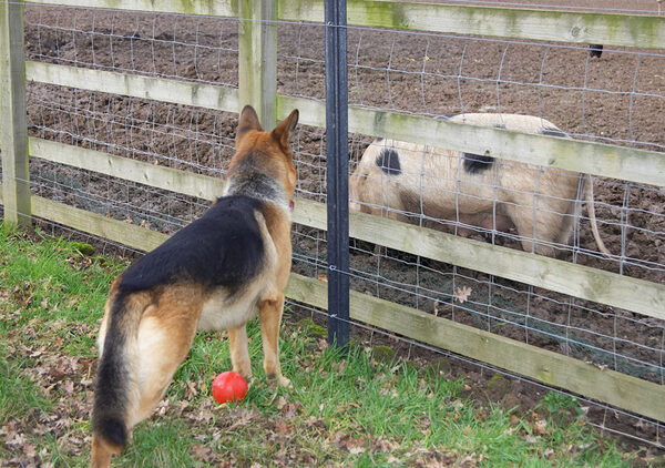 Sasha and the Gloucester Old Spot Sow