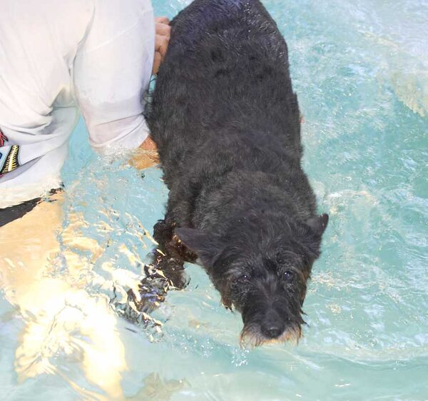 Roo - First Hydrotherapy Session