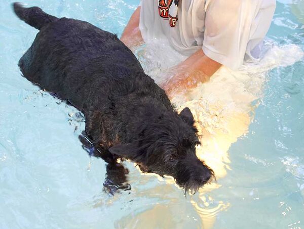 Roo Swimming