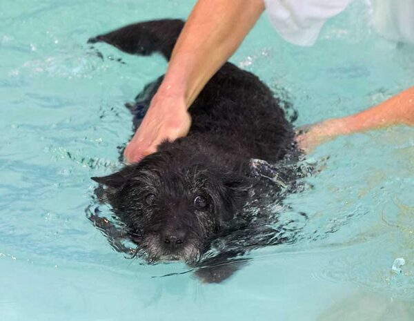 Roo Swimming
