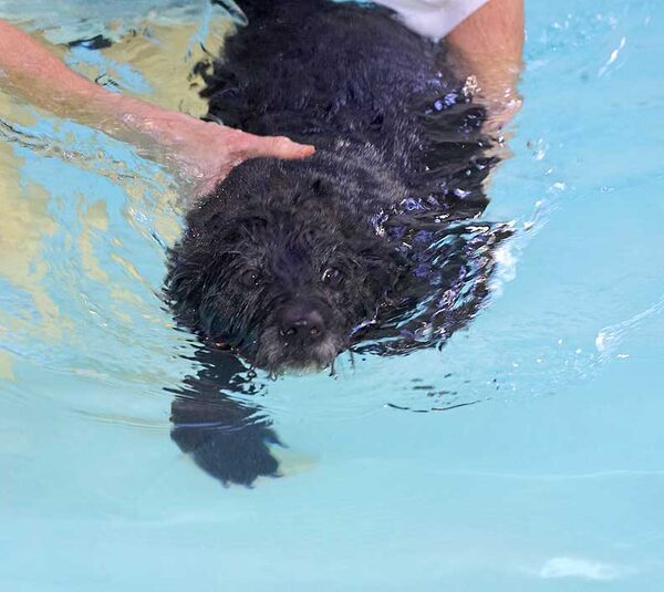Roo Swimming