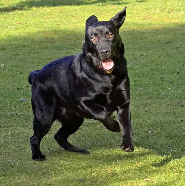 Rupert Waiting for the Ball