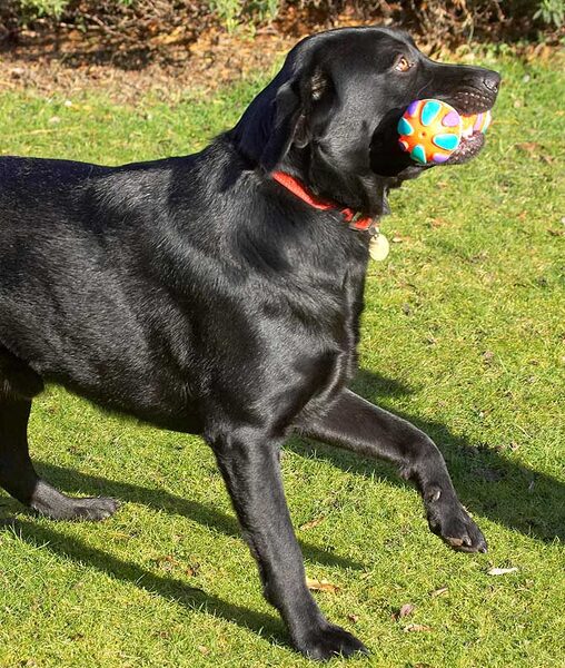 Rupert Catching His Toy