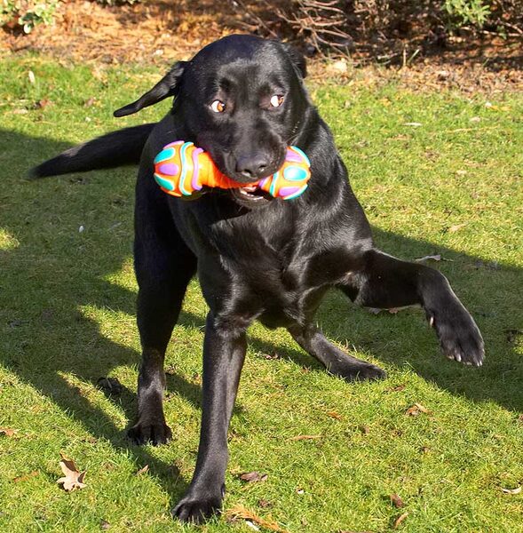 Rupert With His Toy