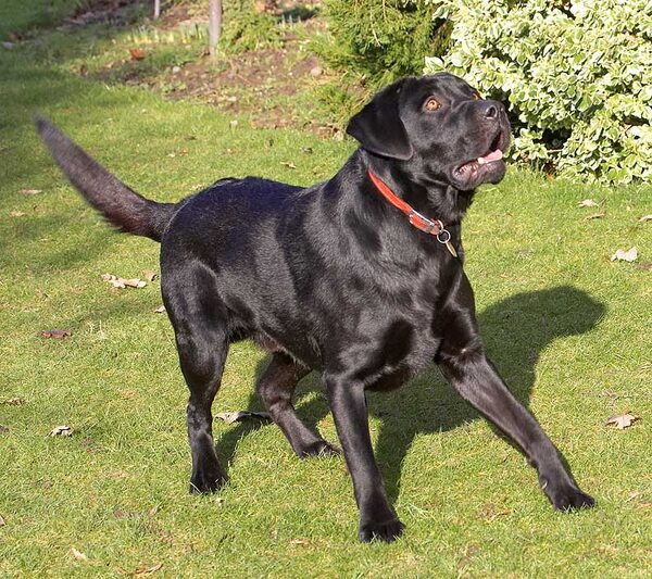 Rupert Playing Catch