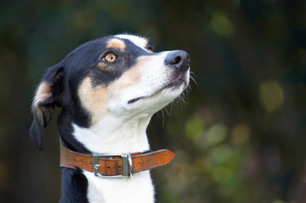 Alert and ready