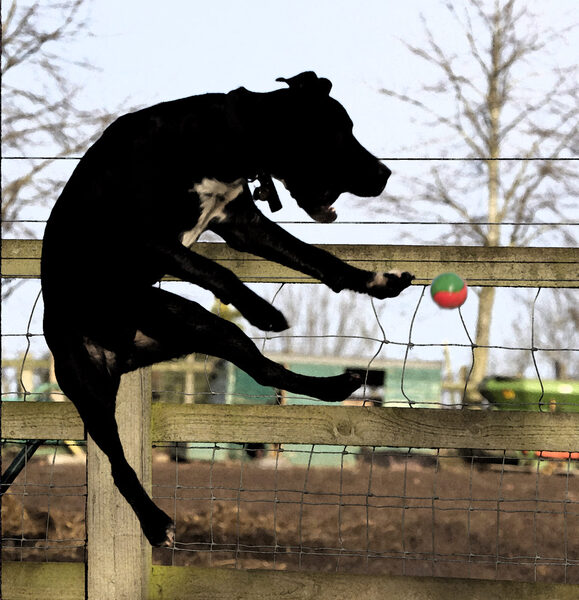 Hey, I'm ready for the high jump!