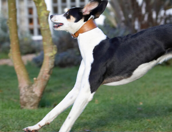 Wheeeee