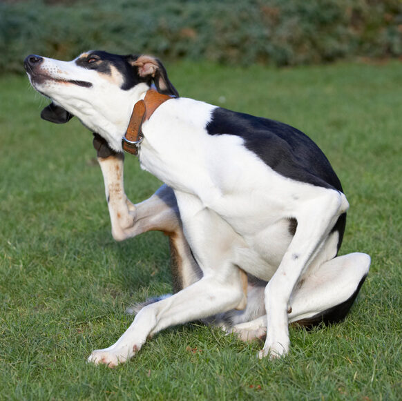 ....... ooh, no, need another go