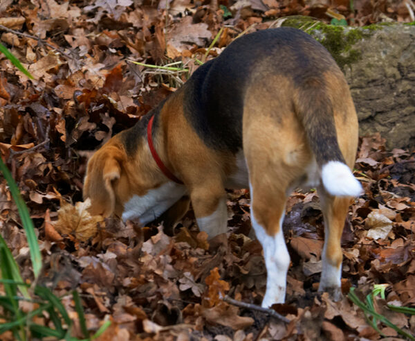 I know it's in here somewhere