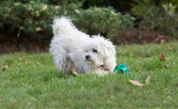 What's that Oscar doing?