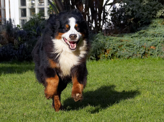 Look, Mom, an action shot