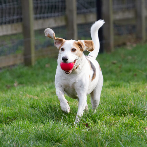 Here I come for another throw