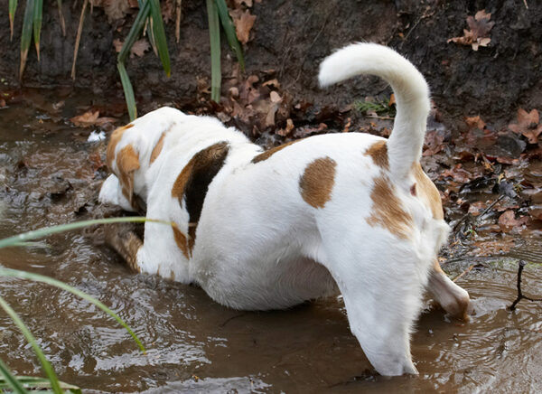 I know it's in here somewhere.....
