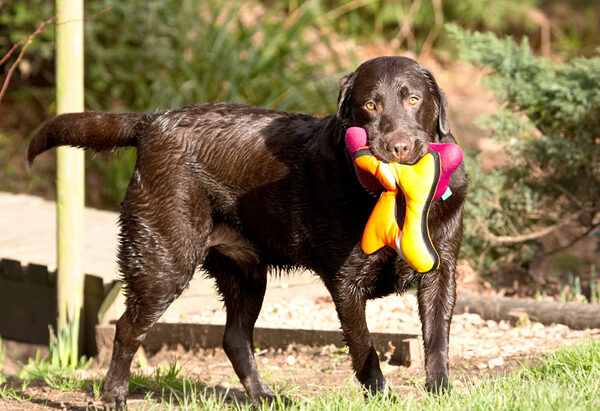 Dog photo