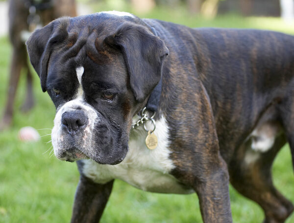 Darn it, I've lost my ball