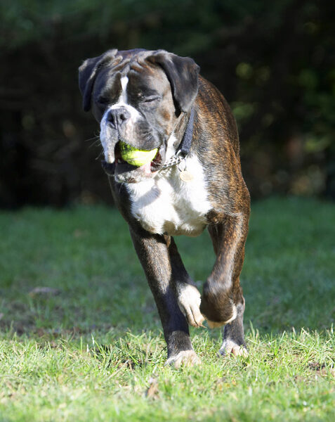It's hard work all this ball fetching