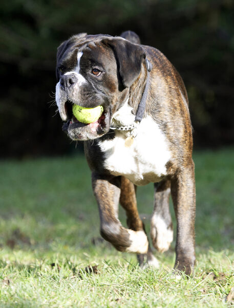 Yep, another fetch