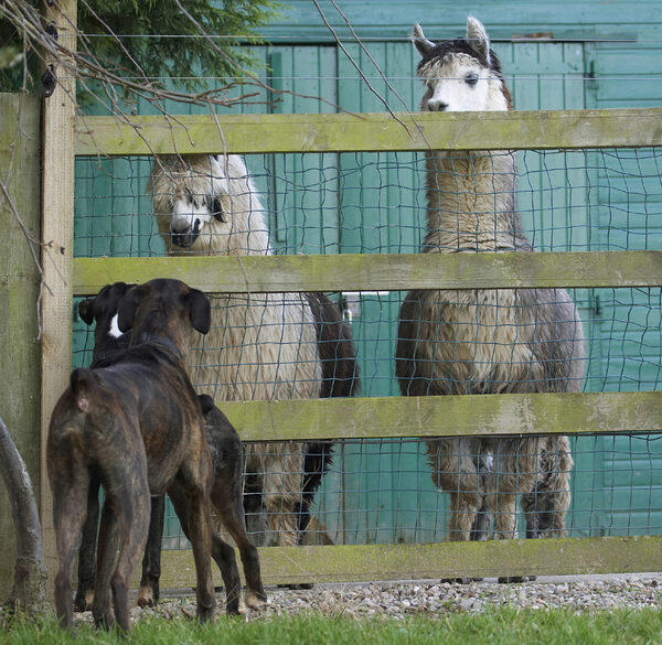 They're furry dogs aren't they