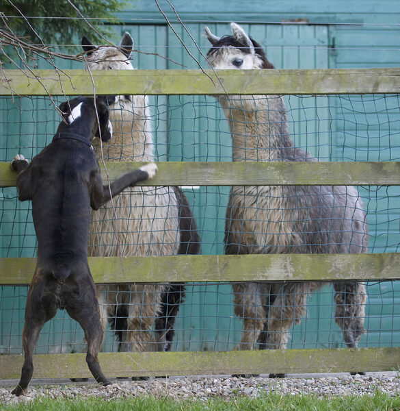 See, I'm almost as big as you