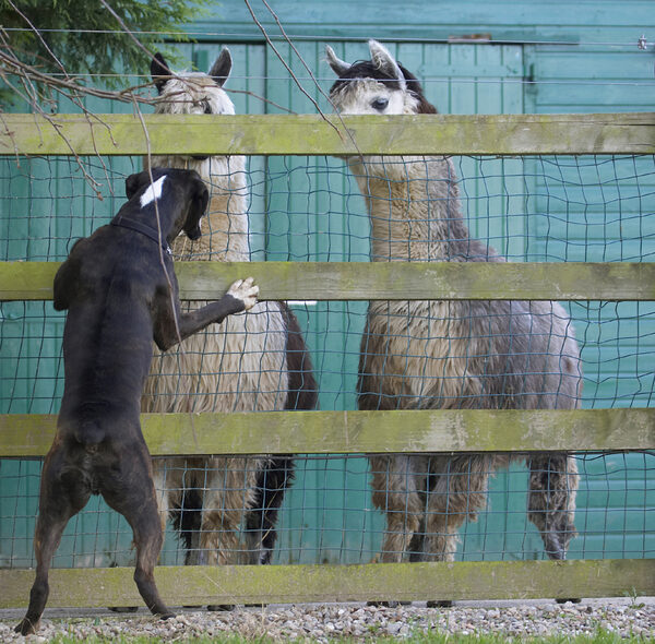 Just what breed are you?!