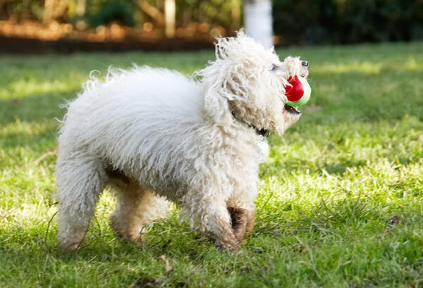 Ha, ha, I got the ball