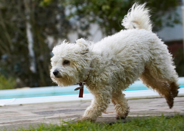 I'm off to see a dog about a man