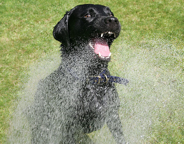 Garden Hose on A Summer Afternoon