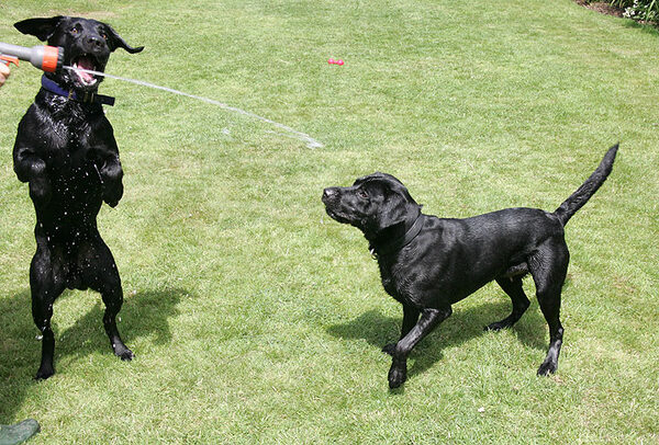 The Labs and the Garden Hose