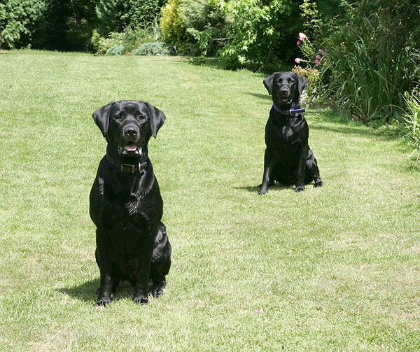 Waiting For Me To Throw The Ball
