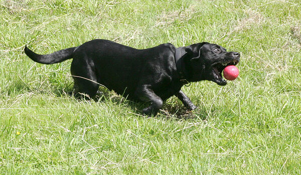Black Panther Dog -- With The Red Ball