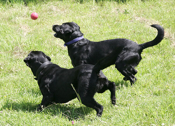 Catching the Red Ball