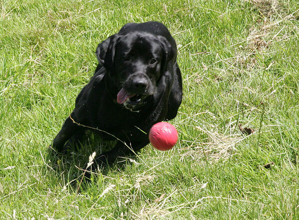 Catching the Red Ball