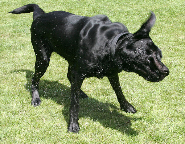 Shaking Off The Water