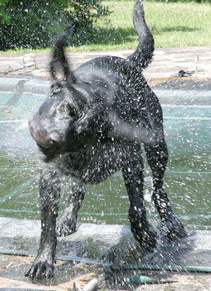 Shaking Off The Water