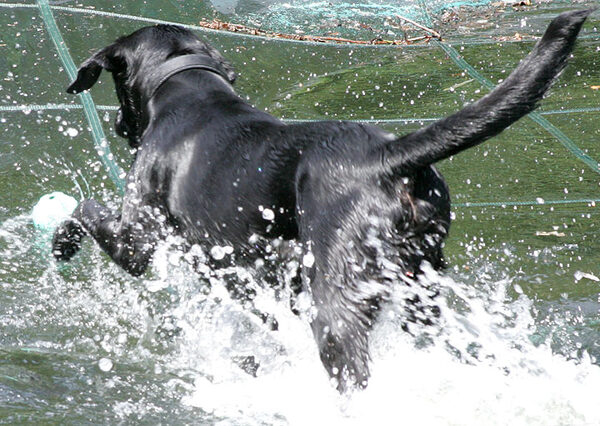 Into The Pool