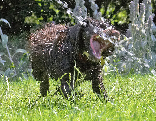 A girl really needs a drink on a hot day