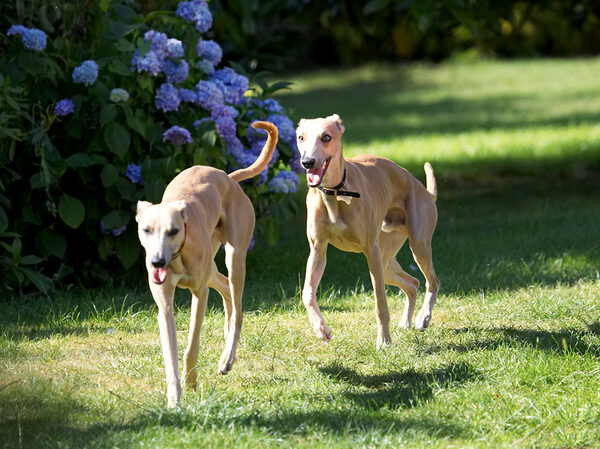 We can bound across this lawn in about 3 seconds!