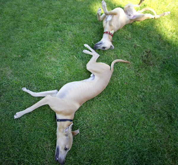 One, two, three and roll!