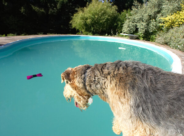 Hmm, how do I get that bone without getting wet?